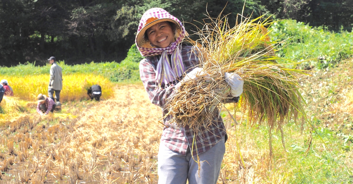A person wearing a head covering and gloves smiles while holding a bunch of grass